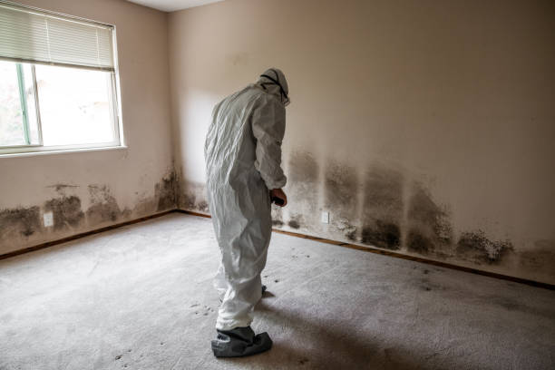 Best Commercial Mold Removal  in Cementon, PA